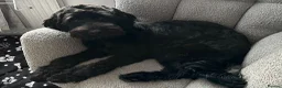 Bordoodle dogs for sale: 🐾 Last Three Cuties Looking For Their Humans 🐾 - Advert 17