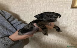 Mixed Breed dogs for sale: Jack Chi puppies - unique merle  - Image 9
