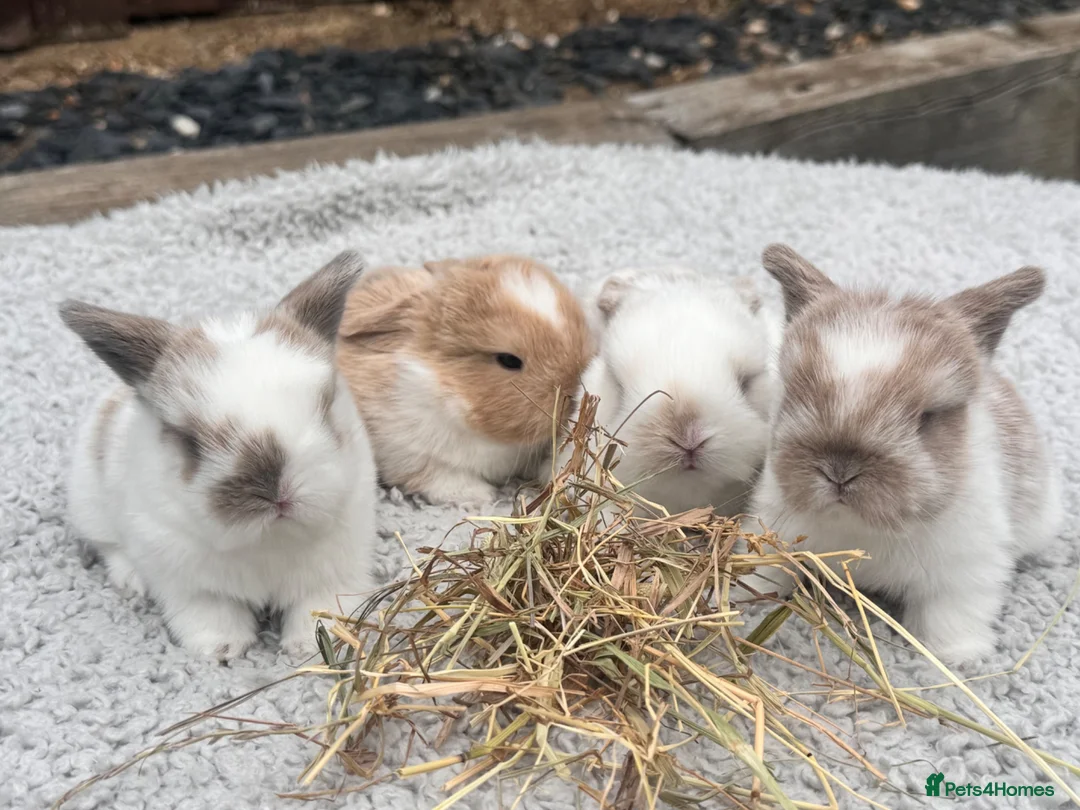 Mini Lop rabbits for sale: Pure bred mini lop bunnies  in Berkhamsted - Advert 1