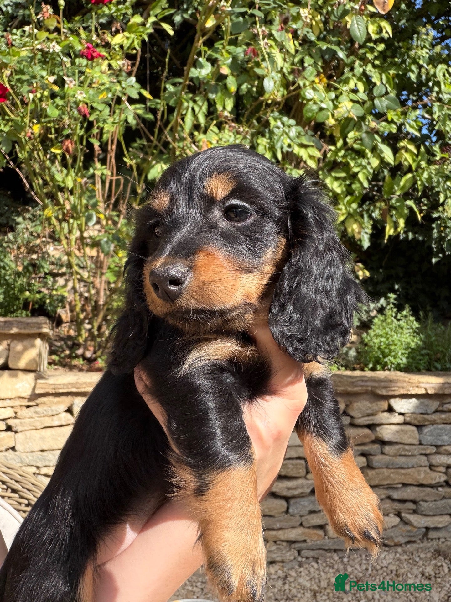 Miniature Dachshund dogs KC Long Haired Miniature Dachshund Puppies - Advert 6
