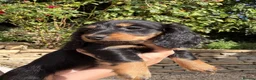 Miniature Dachshund dogs for sale: READY NOW KC Long-Haired Miniature Dachshund girl - Advert 5