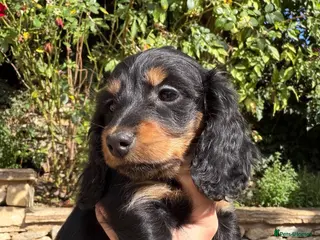 Miniature Dachshund dogs KC Long Haired Miniature Dachshund Puppies - Advert 6