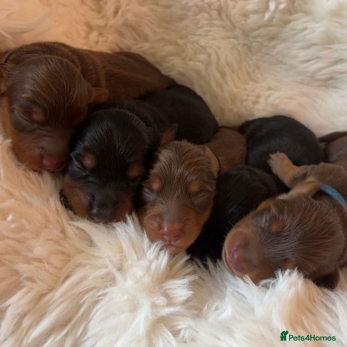 Miniature Dachshund dogs 🐶🏡KC Registered Long-Haired Mini Dachshunds🏡🐶 - Advert 1
