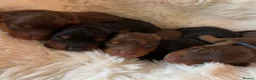 Miniature Dachshund dogs for sale: 🐶🏡KC Registered Long-Haired Mini Dachshunds🏡🐶 - Advert 1