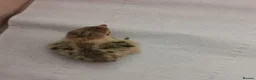 Quail poultry for sale: Mixed Coturnix Quail chicks - Advert 16