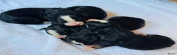 Bernese Mountain Dog dogs for sale: Bernese Mountain Dog - Advert 6