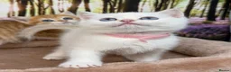 British Shorthair cats for sale: British shorthair golden kittens TICA - Advert 7