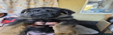 German Shepherd 1
