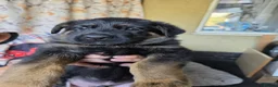 German Shepherd dogs for sale: German shepherd pups - Advert 6