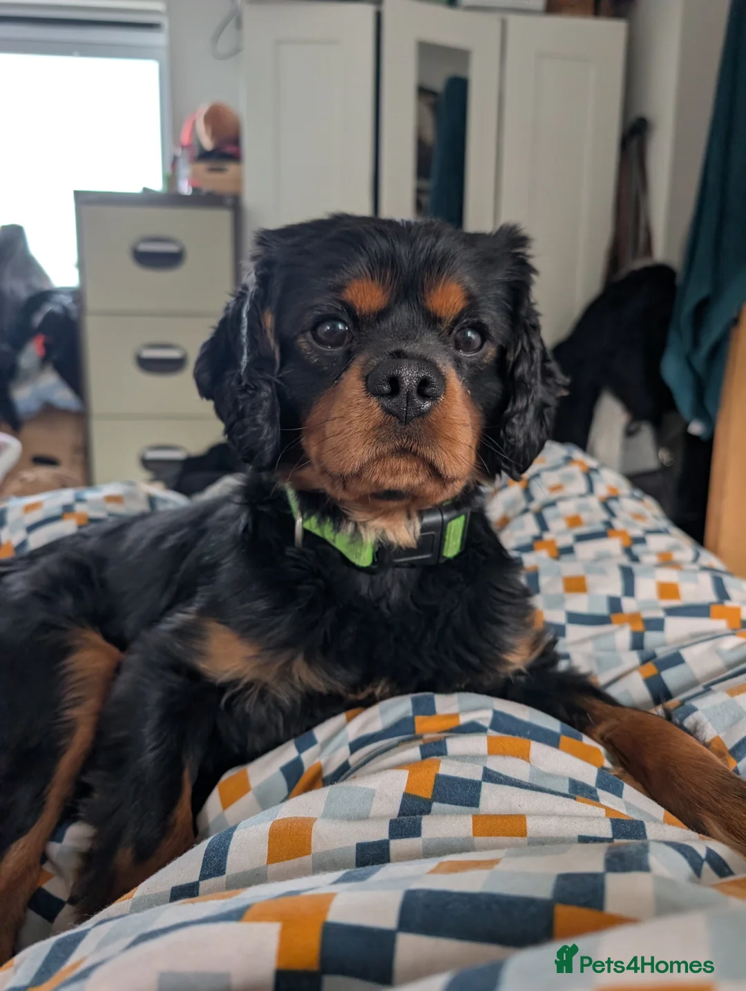 Cavalier King Charles Spaniel dogs for stud: Rocco for Stud - Advert 2