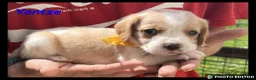 Beaglier dogs for sale: Beautiful Beaglier Bundles 🌸 - Advert 34