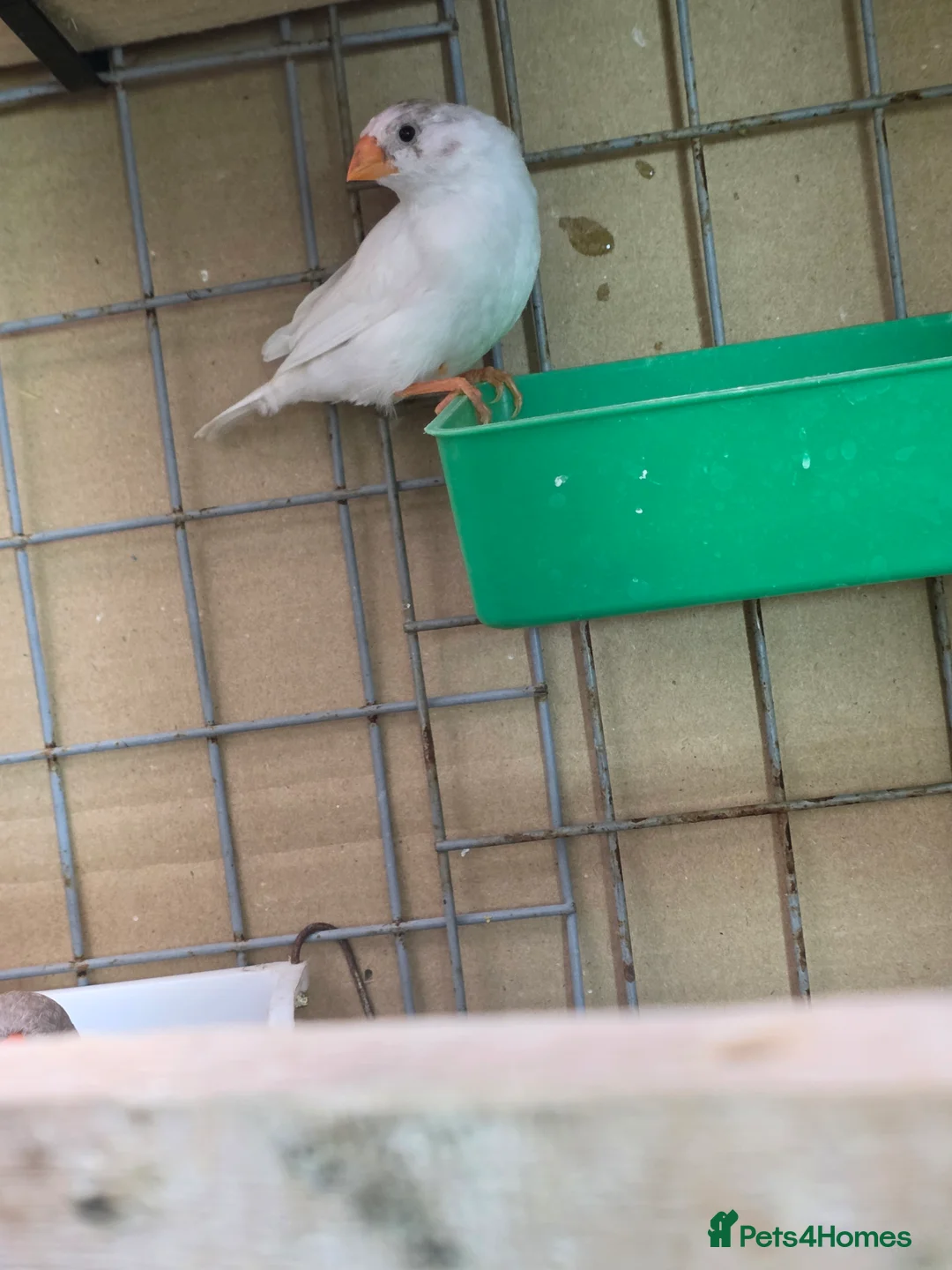 Finches birds for sale: Zebra Finch  - Advert 10