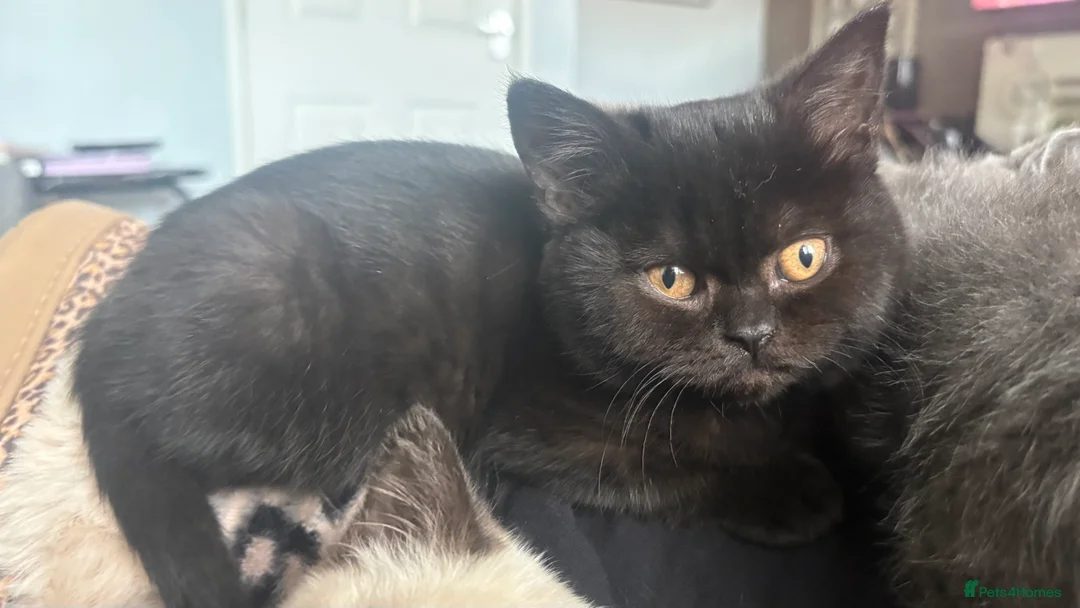 British Shorthair cats for sale: GCCF Registered 5 Generation British Shorthair - Advert 31