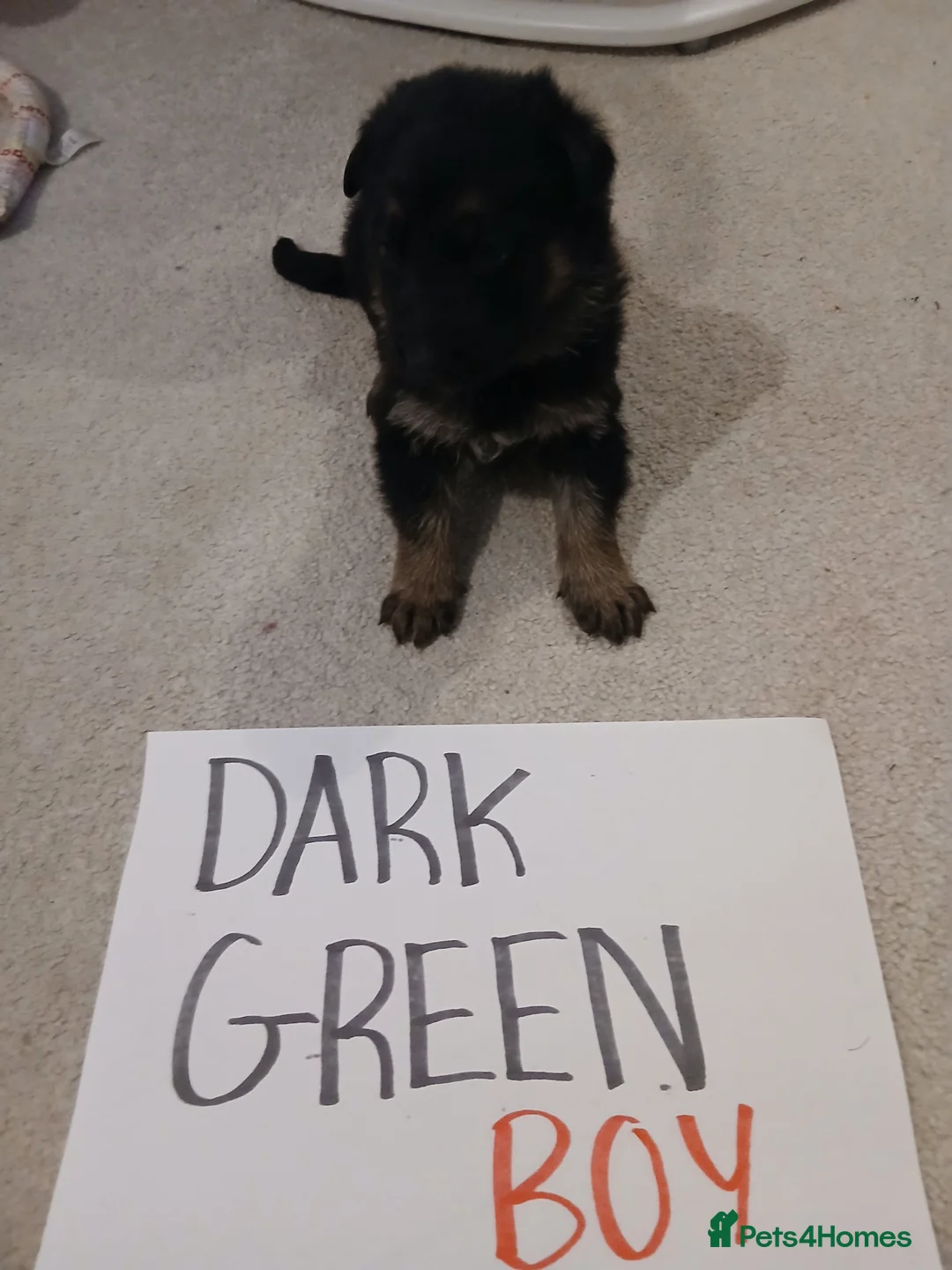 German Shepherd dogs for sale: Amazing german shepherd pups - Advert 22