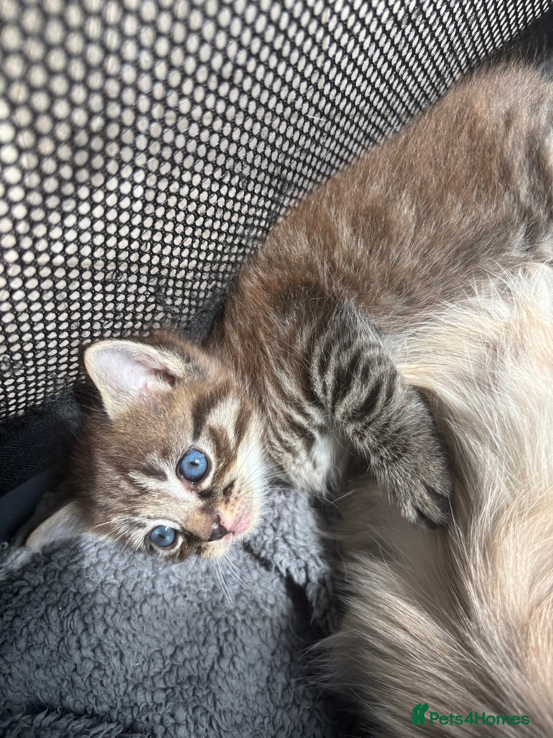 Ragdoll cats for sale: Beautiful cross ragdoll kittens  - Image 7