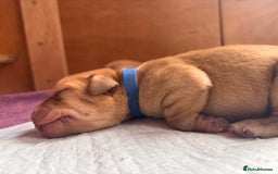 Labrador Retriever dogs for sale: KC Reg ‘Fox Red’ Labrador Retrievers  - Image 9