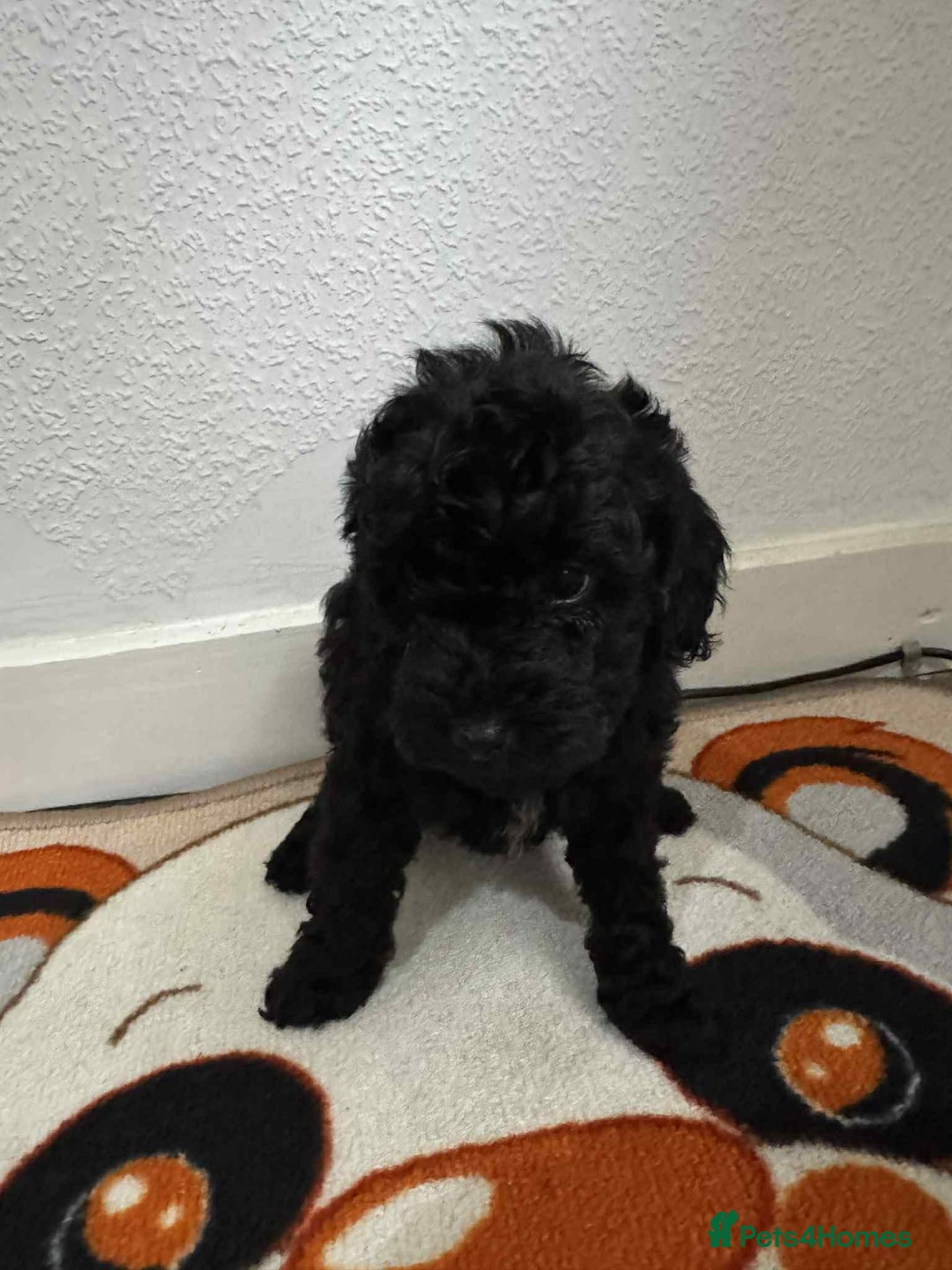 Mixed Breed cats for sale: For sale miniature poodle last boy and last girl  - Advert 4