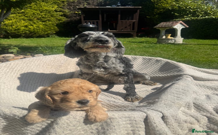 Cockapoo dogs in Leighton Buzzard - Advert 13