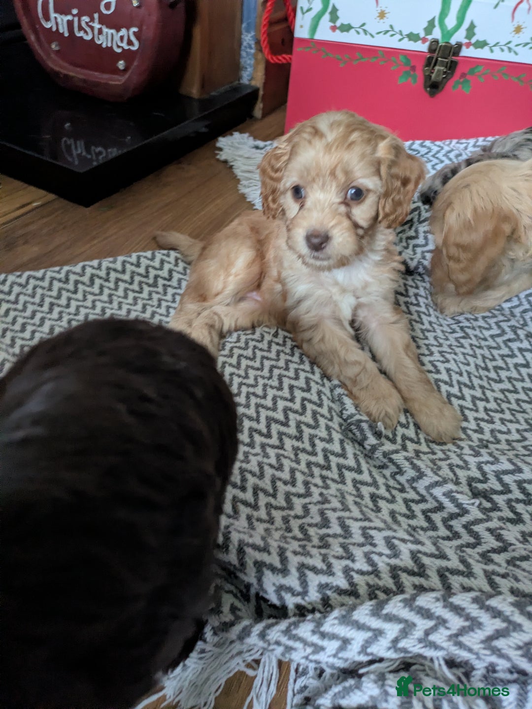 Cockapoo dogs for sale: STUNNING F1 COCKAPOO PUPPIES 2 FEMALES LEFT - Advert 17