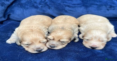 Miniature Dachshund dogs - Advert 5