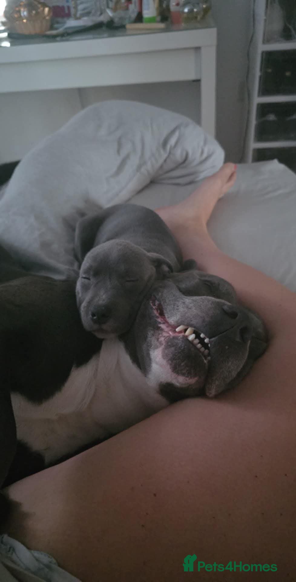 Staffordshire Bull Terrier dogs BLUE Proven 50+ litters, natural and artificial  in Erith - Advert 13