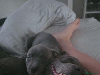 Staffordshire Bull Terrier dogs in Erith - Advert 28