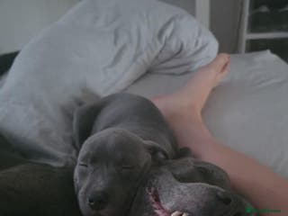 Staffordshire Bull Terrier dogs BLUE Proven 50+ litters, natural and artificial in Erith - Advert 12