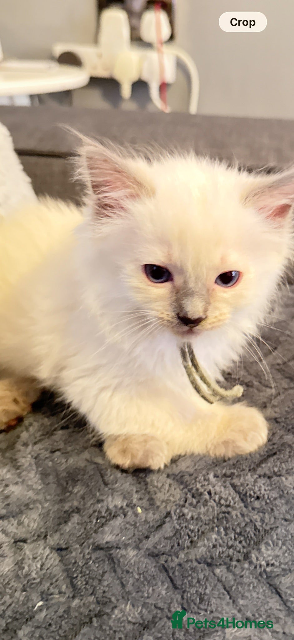 Ragdoll cats *** Only 3 male Pure Ragdoll Kittens Left*** - Advert 3