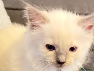 Ragdoll cats *** Only 3 male Pure Ragdoll Kittens Left*** - Advert 3