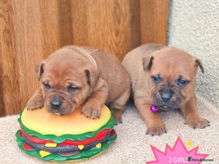 Staffordshire Bull Terrier dogs SHOW QUAILTY RED STAFF PUPPIES COI 2.9% 🐶 🔥🔥😍 - Advert 6