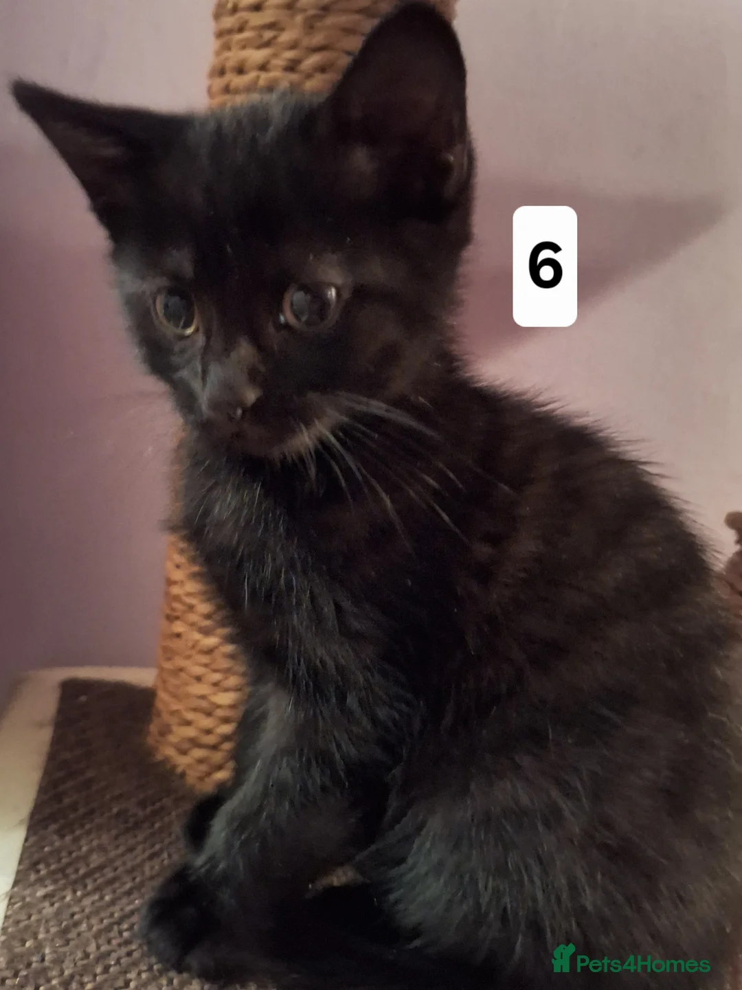 Mixed Breed cats for sale: Very nice kittens:3 boys and 3 girls - Advert 40