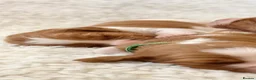 Welsh Springer Spaniel dogs for sale: KC Reg Welsh Springer Spaniels Fully Health Tested - Advert 18