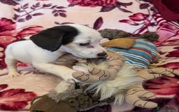 Mixed Breed dogs for sale: F1b cockapoo - Image 3