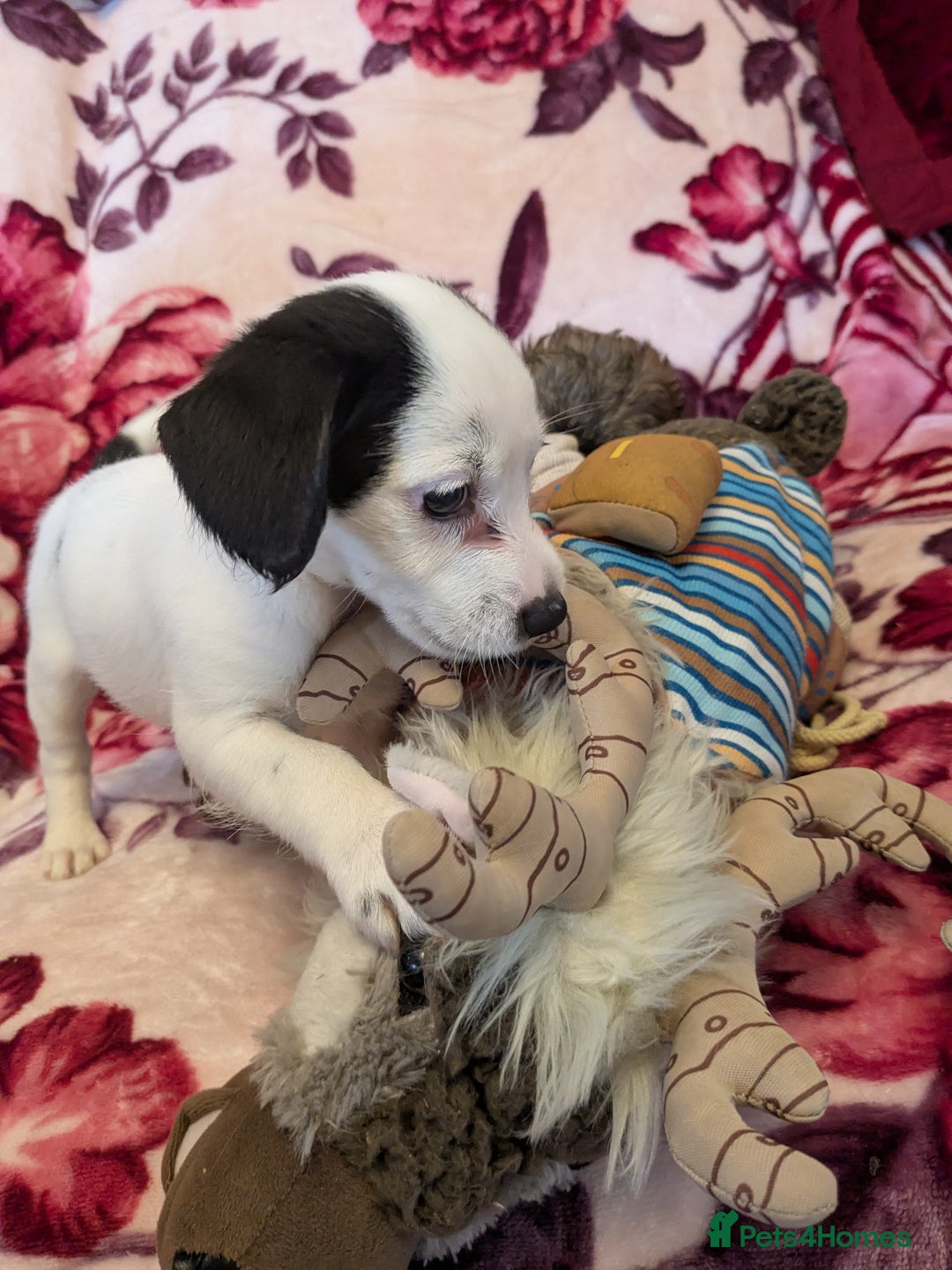 Mixed Breed dogs for sale: F1b cockapoo - Image 3