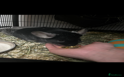 Chinchilla rodents for sale: Chinchilla and set up for sale  - Image 2