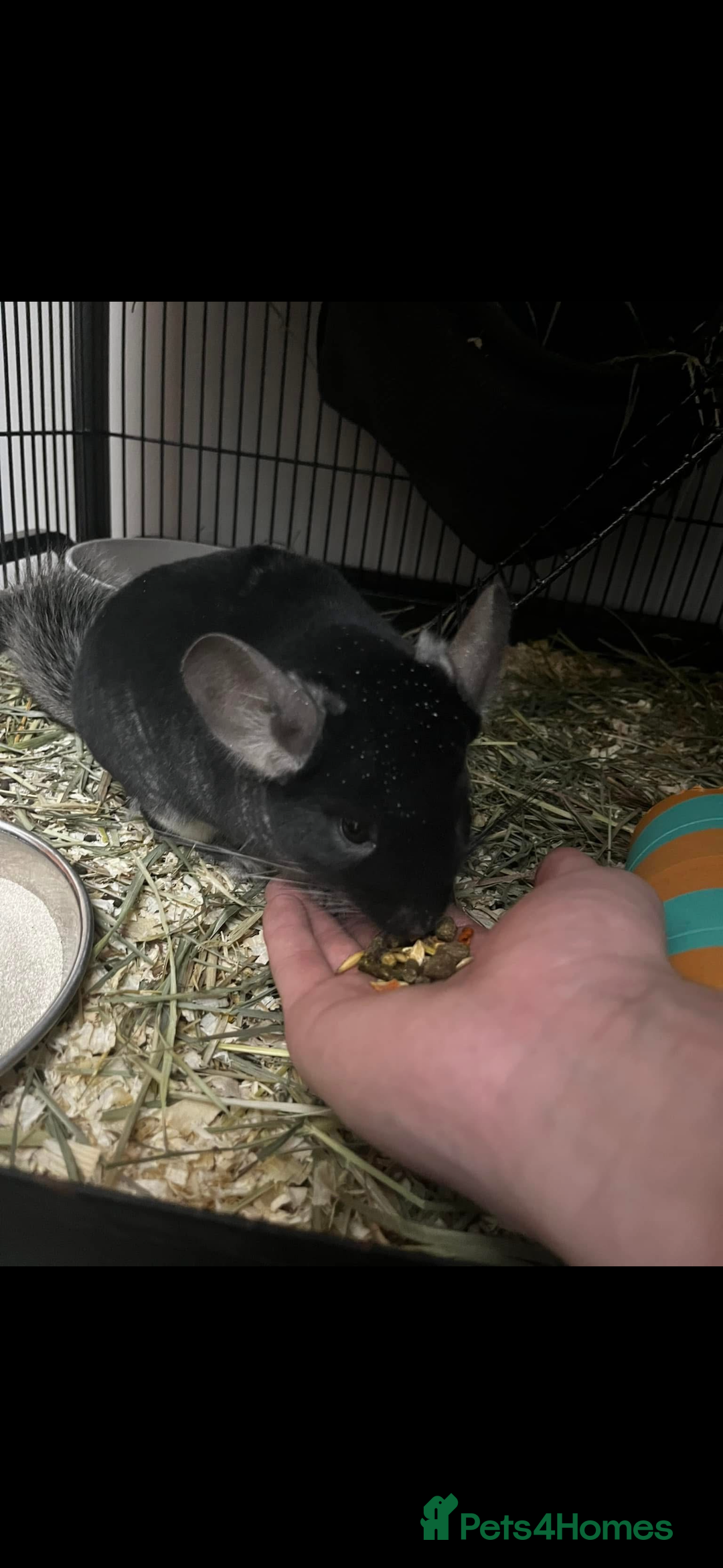 Chinchilla rodents for sale: Chinchilla and set up for sale  - Image 2