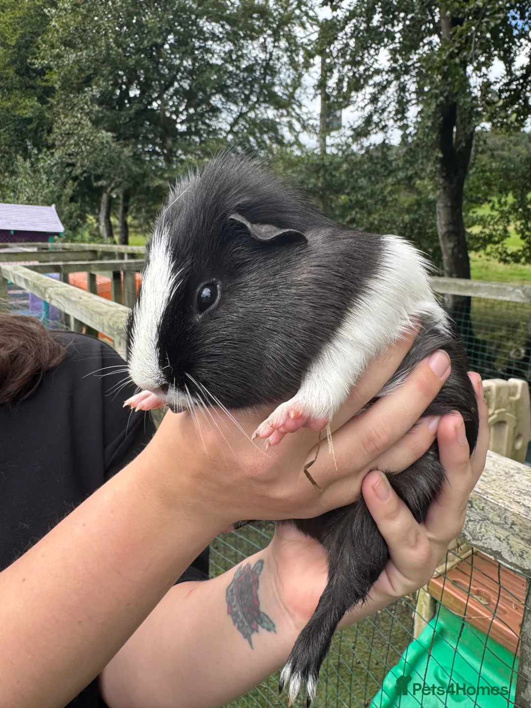 Guinea Pig rodents for sale: Guinea pigs  - Advert 12