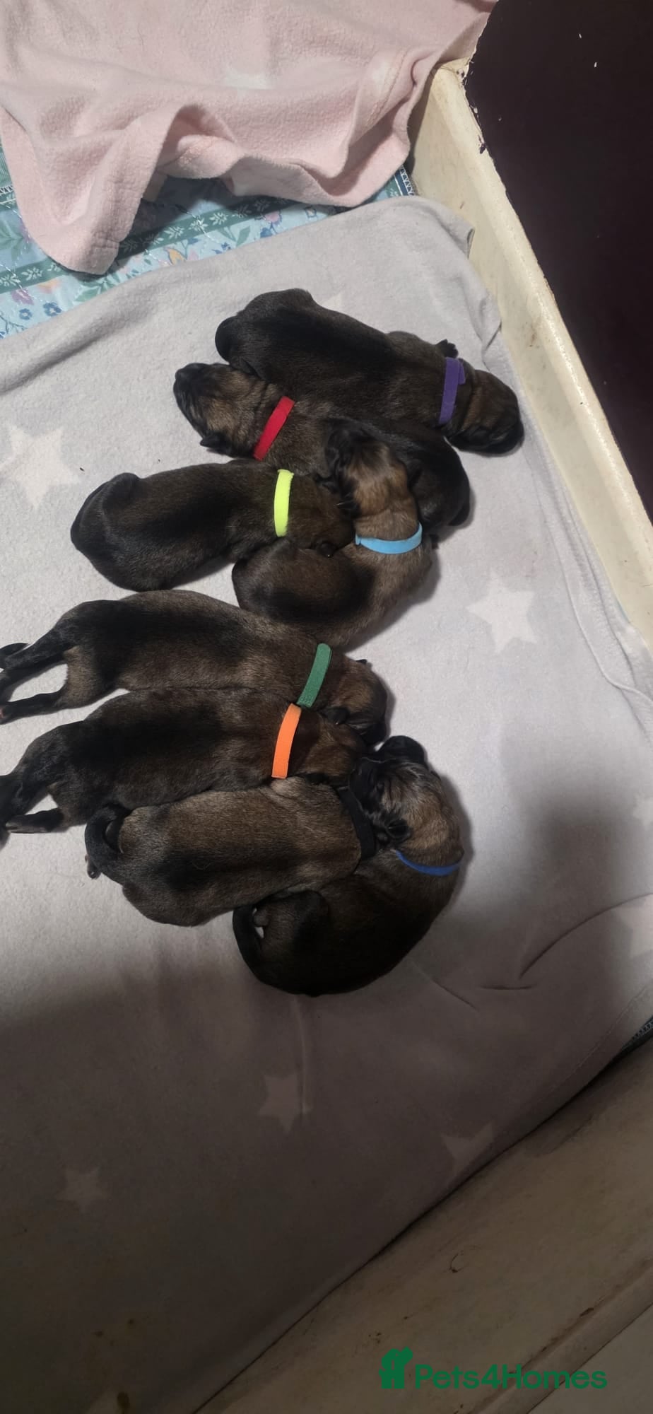 German Shepherd dogs 8 adorable puppies - Advert 3