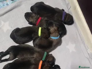 German Shepherd dogs 8 adorable puppies - Advert 3