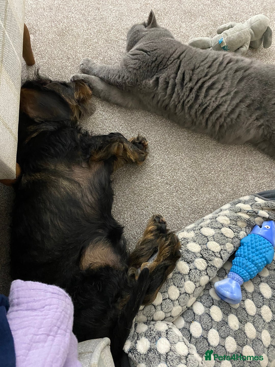 Dachshund dogs for sale: Standard Wire haired Dashshund - Advert 4