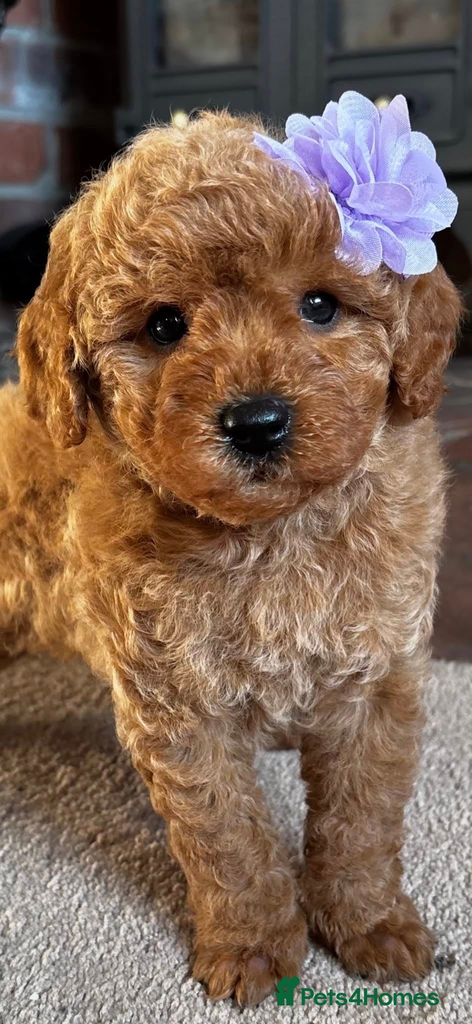 Cavapoo dogs F1b Golden Cavapoos  - Advert 17