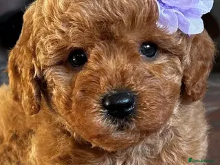 Cavapoo dogs F1b Golden Cavapoos - Advert 17