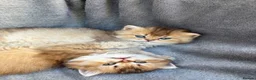 British Longhair cats for sale: Pedigree British longhair golden chocolate lilac - Advert 11