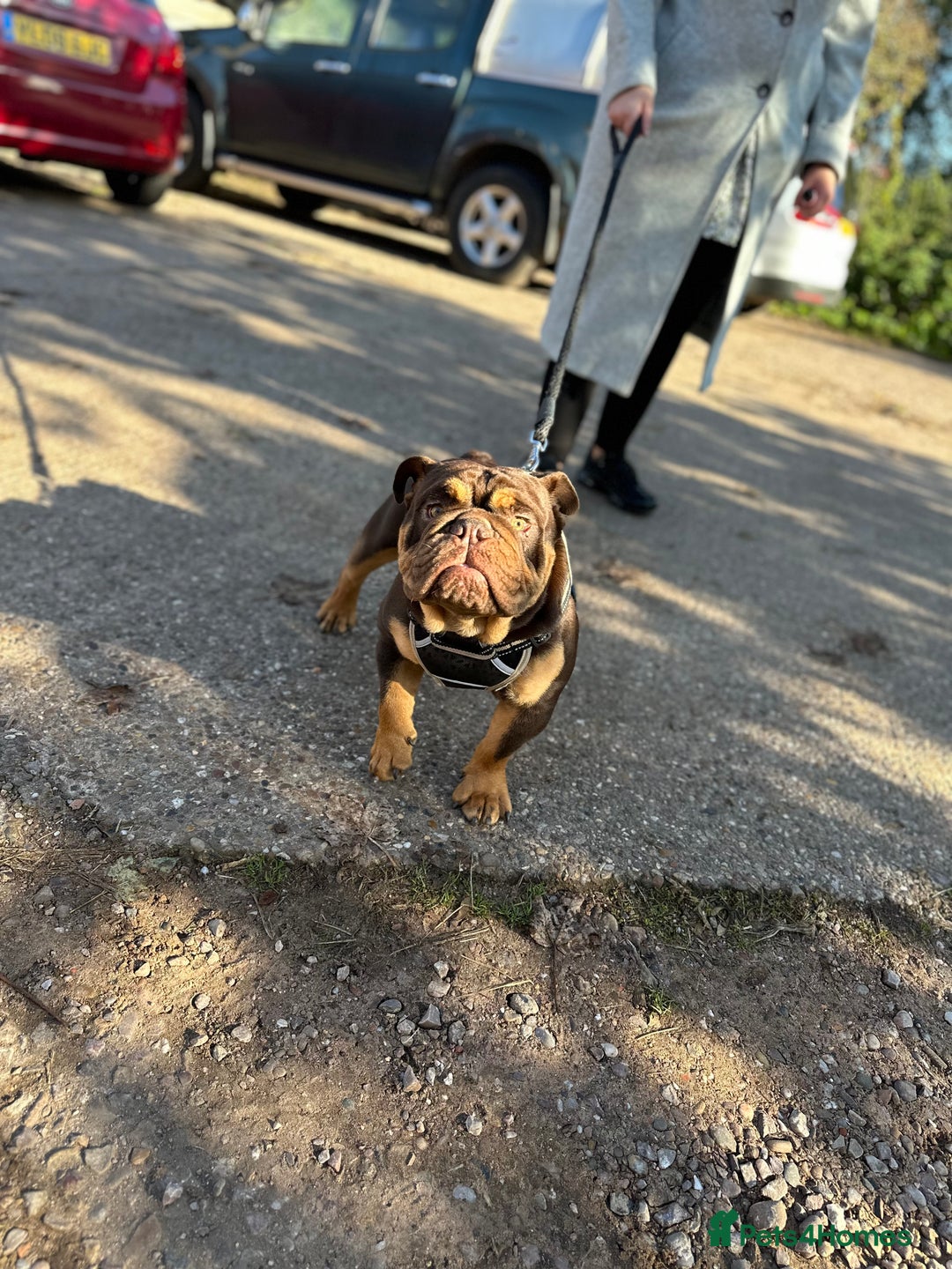 English Bulldog dogs for stud: KC registered chocolate and tan stud  in Birmingham - Advert 4