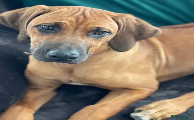 Rhodesian Ridgeback dogs in Grantham - Advert 1