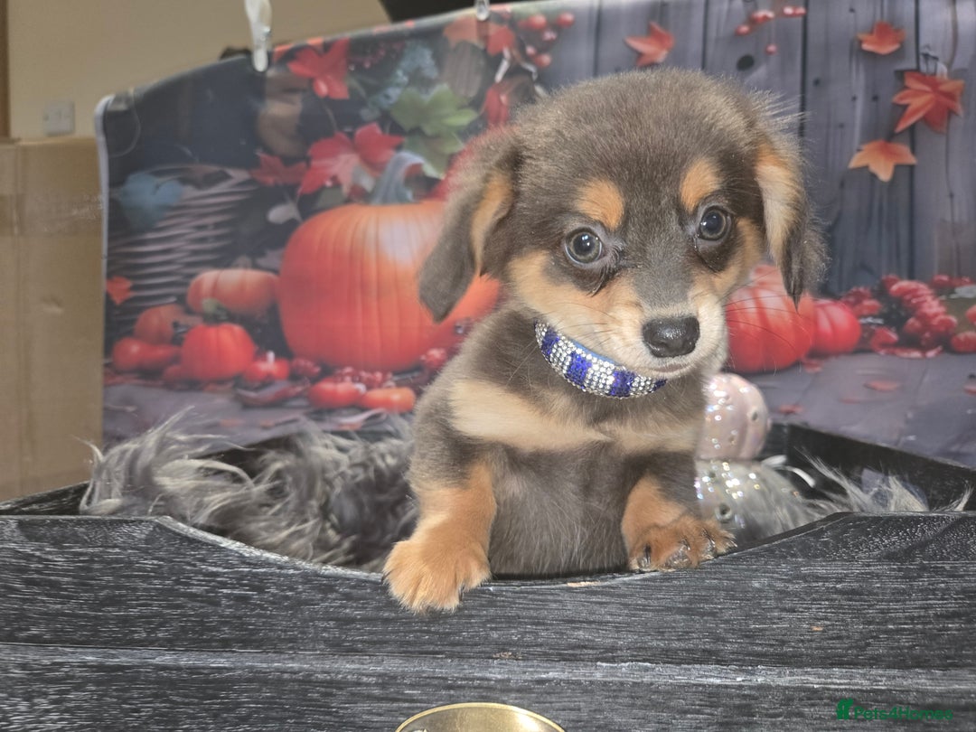 Mixed Breed dogs for sale: Pomweenies 💕💕 - Image 20