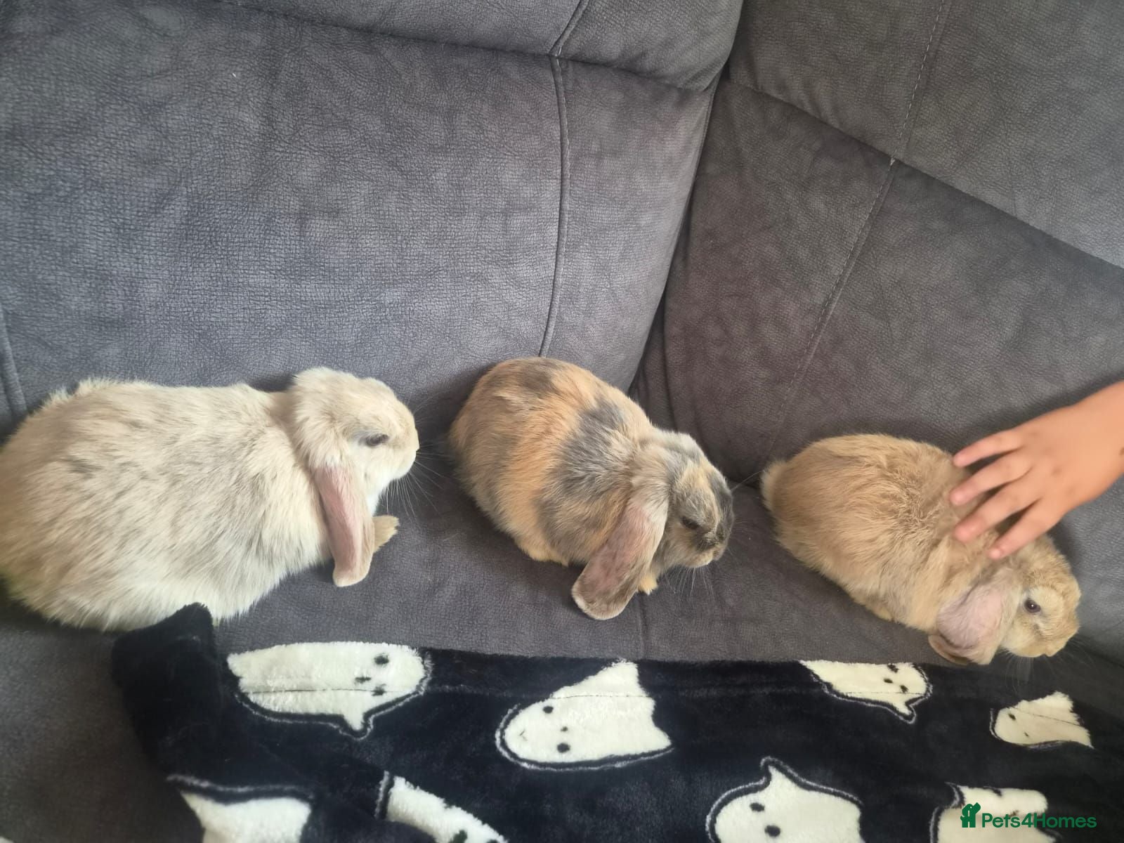 Mini Lop rabbits Beautiful mini lops looking for forever homes  - Advert 4