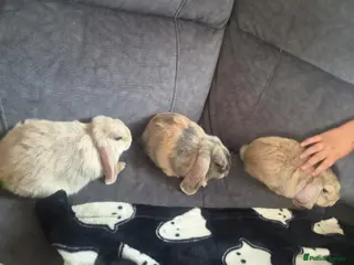 Mini Lop rabbits Beautiful mini lops looking for forever homes - Advert 4
