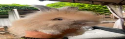 Angora rabbits for sale: English Full Face Angora Kits - Advert 10