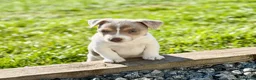Jack Russell dogs for sale: Mini Jack Russel Terriers in Chelmsford - Advert 5
